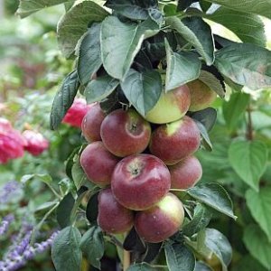 Mini jabloň stĺpovitá (Malus domestica) ´VESNA´ jesenná - 110-130 cm, kvetináčová